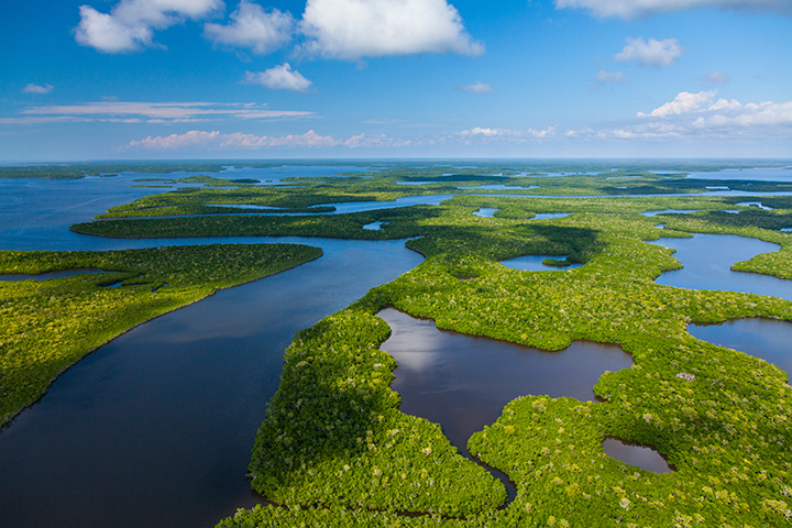 The Everglades
