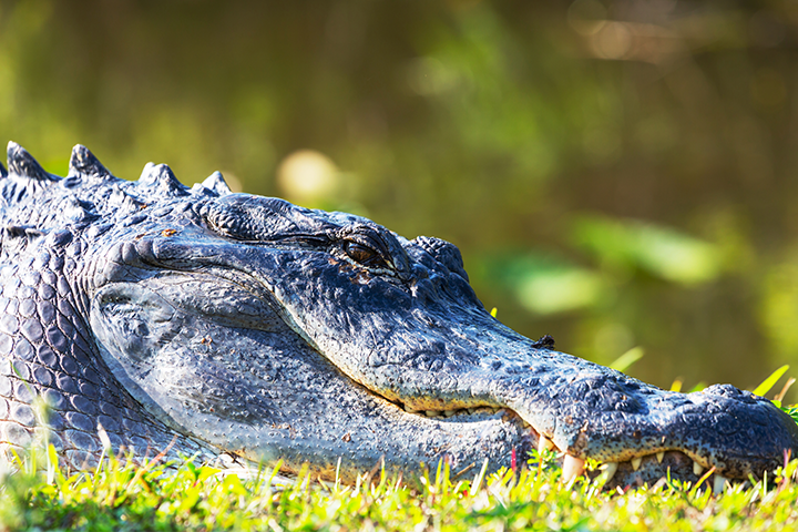 Visit animal parks including Cocodrilo Park