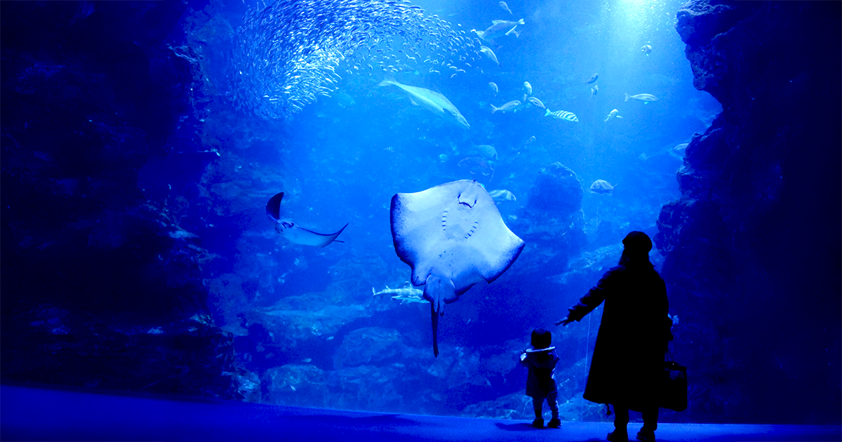 Corfu Aquarium 