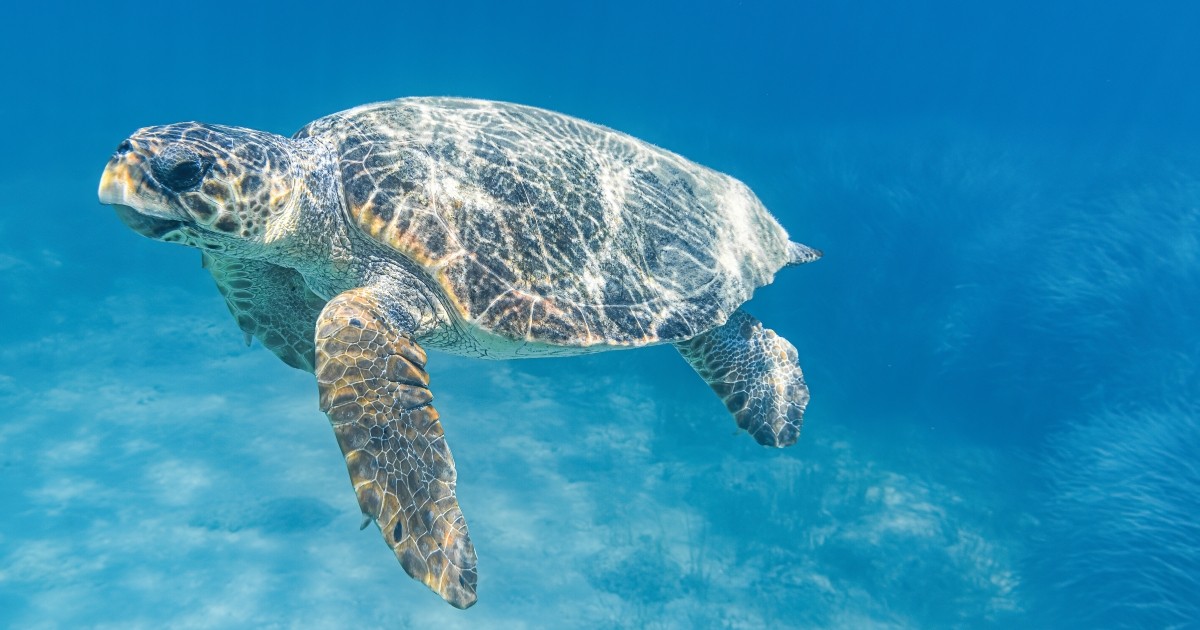 Turtle spotting in Zante