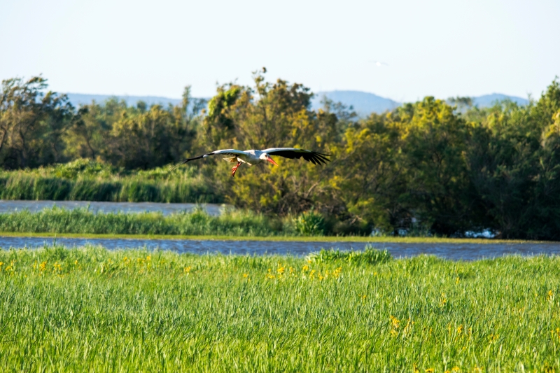 Aiguamolls de l'Emporda Natural Park in Costa Brava