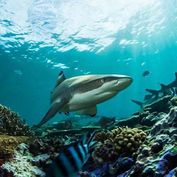 Costa del Sol Aquarium