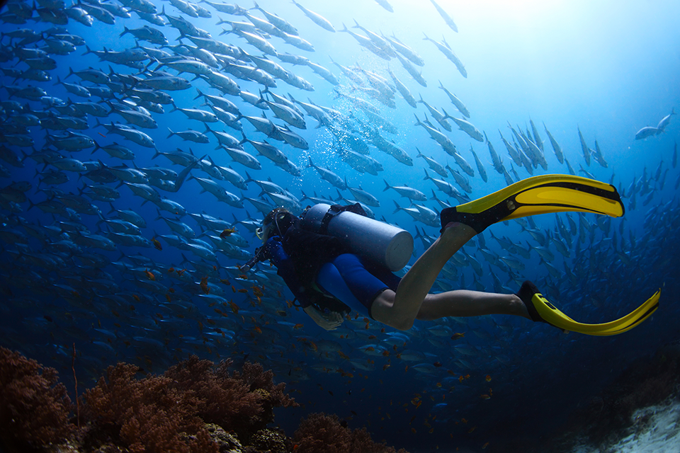 Diving in Madeira