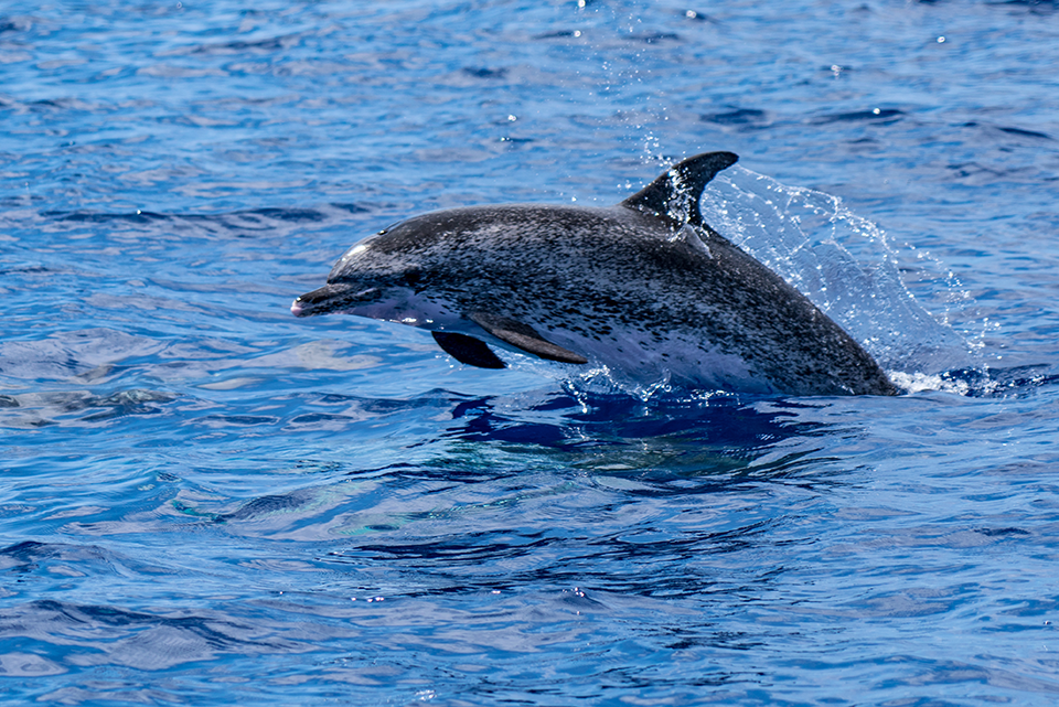 Dolphin Watching in Madeira, Portugal