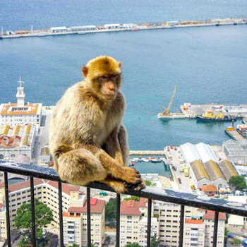 Monkey in Gibraltar, Costa del Sol