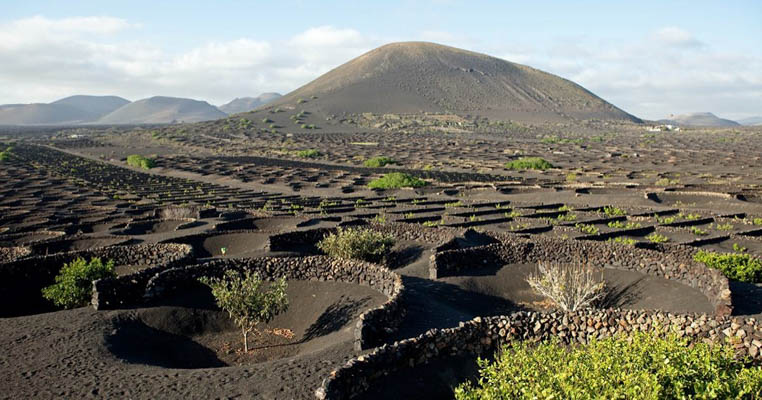 Vineyard in Lanzarote, Canary Islands