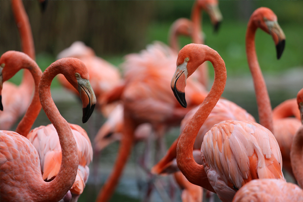 Florida Zoo