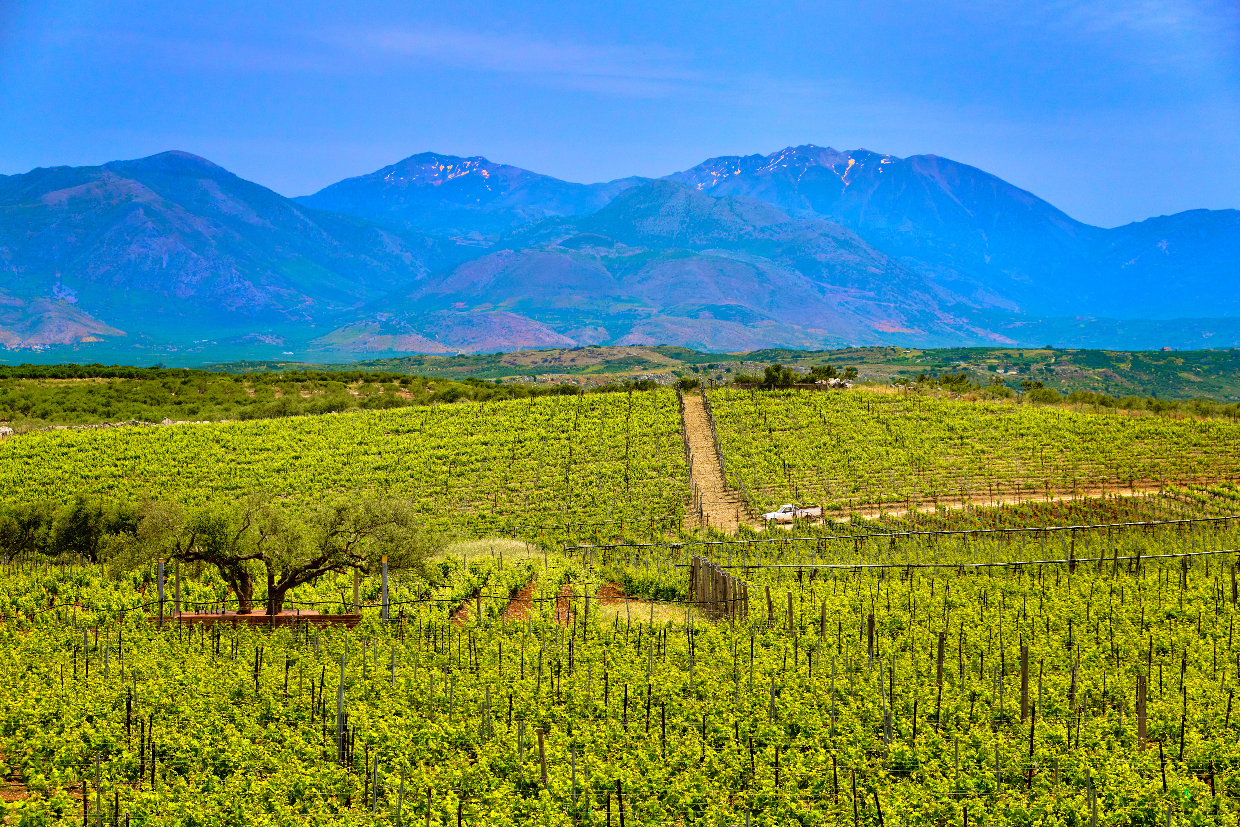 Sprawling Crete vineyards backdropped by mountains