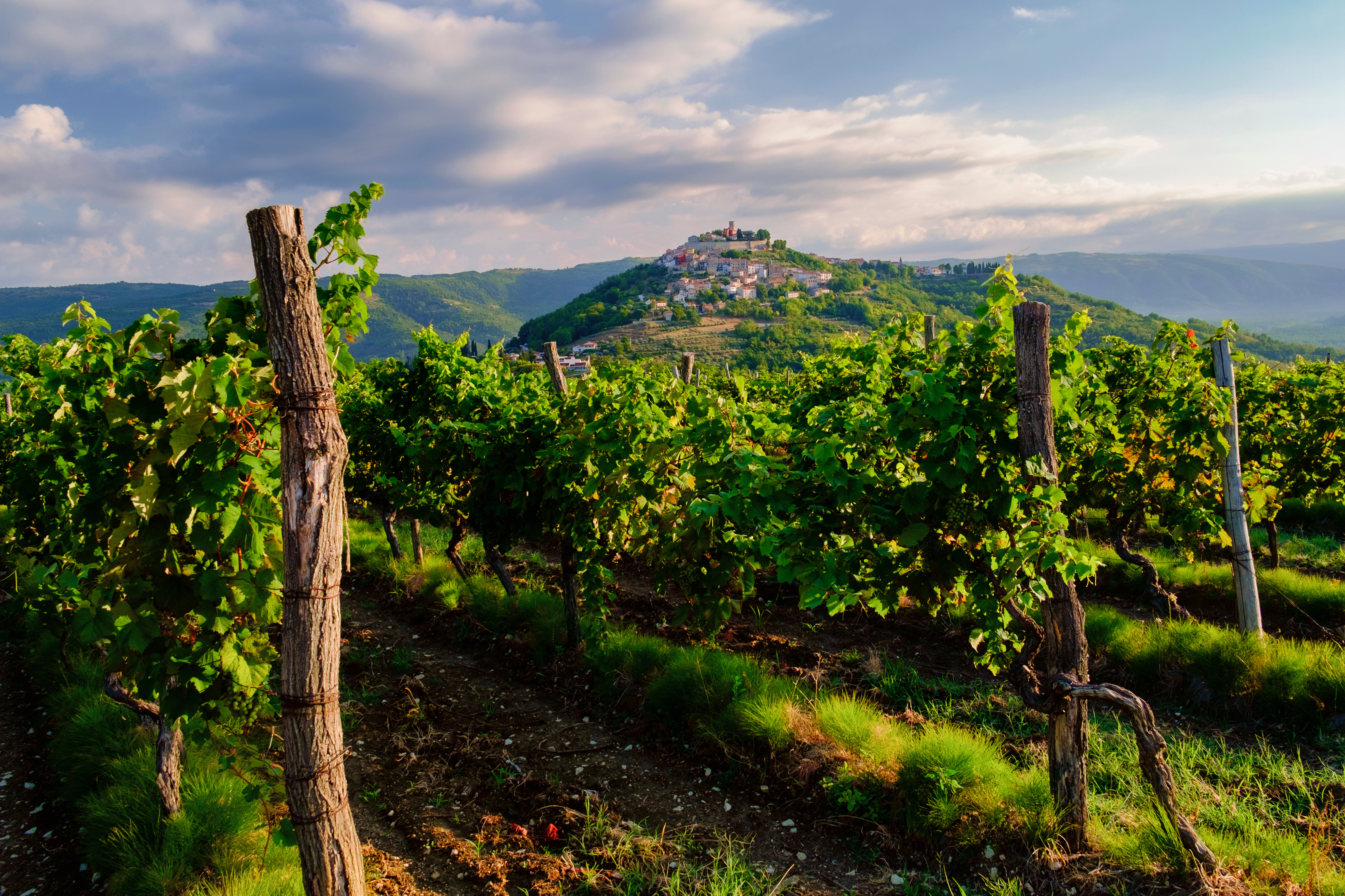 Vineyards in Istria