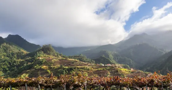 Madeira_portugal_vineyard.jpg