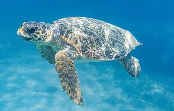 Turtles_turkey_0.jpg