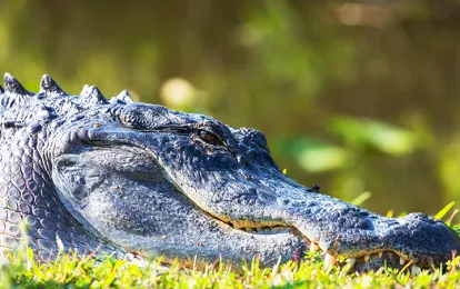 Visit animal parks including Cocodrilo Park