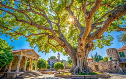  Hippocrates Plane Tree