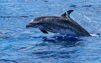 Whale & Dolphin Watching Trip
