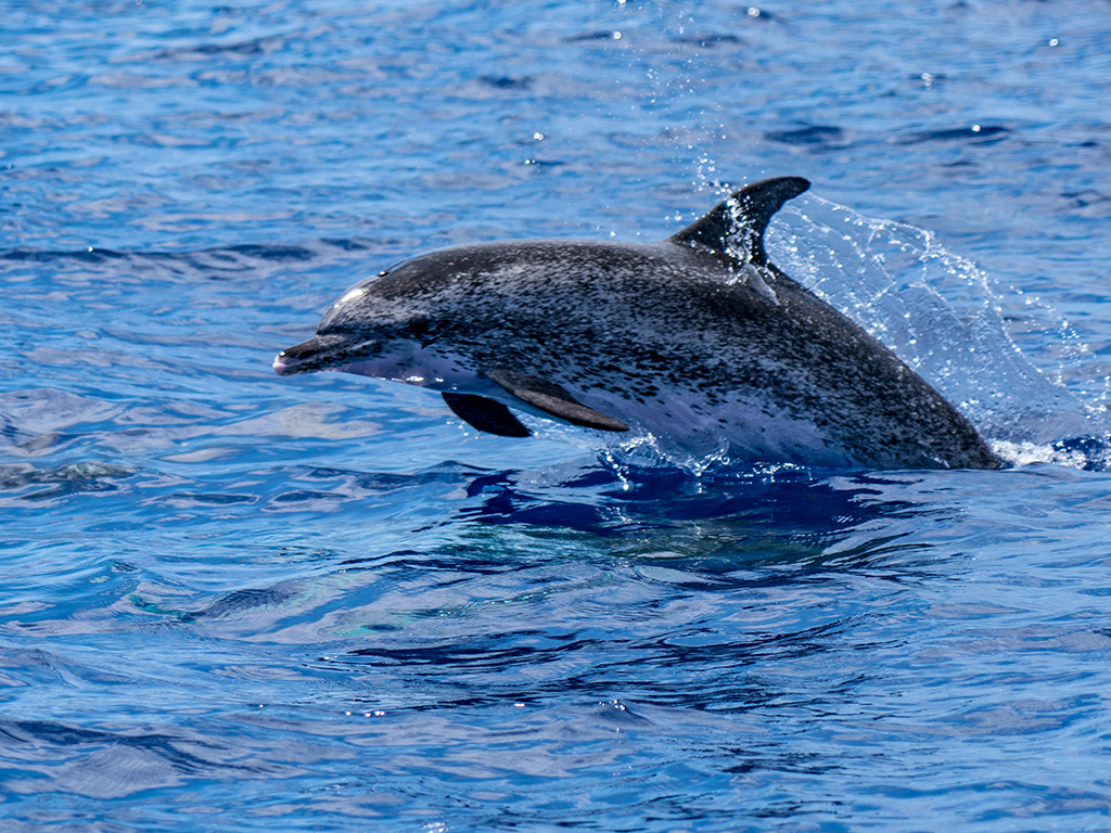 Whale & Dolphin Watching Trip